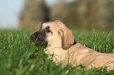 KANGAL 161